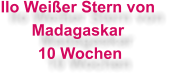 Ilo Weier Stern von Madagaskar  10 Wochen